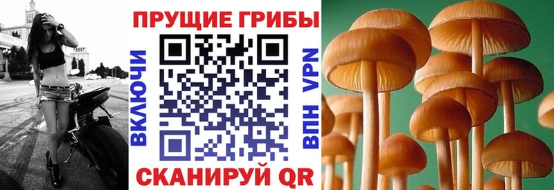Галлюциногенные грибы мицелий  Купить  Михайловка 